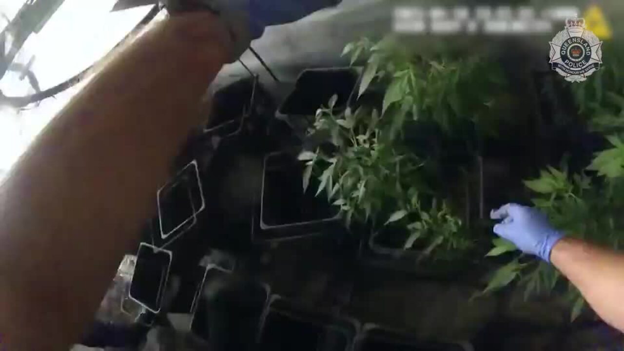 Cannabis seizure Millmerran Woods