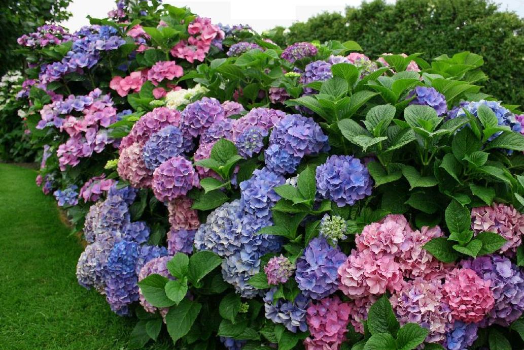 Image of Hydrangea Brisbane with green flowers