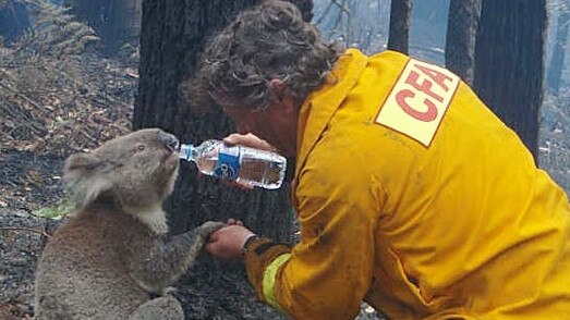 A koala with CFA volunteer David Tree during the Black Saturday bushfires in 2009.