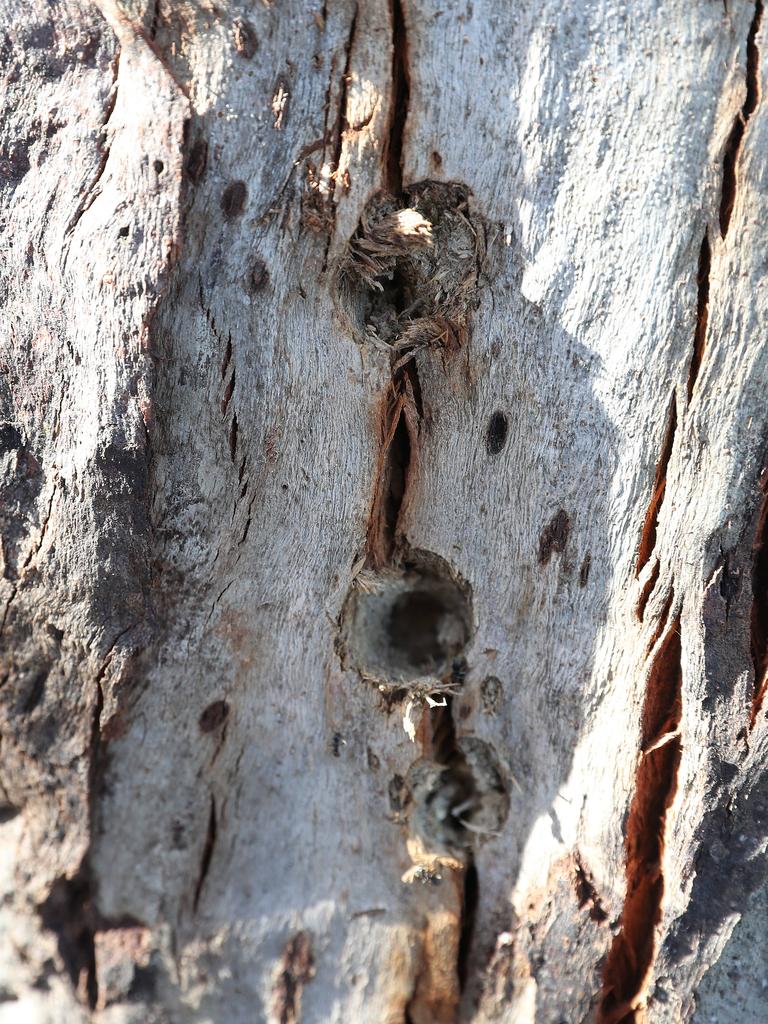 Drill holes in one of the trees where poison has been inserted. Native trees have been poisoned along Alexandra Parade on the Clarence Foreshore Trail. Picture: Nikki Davis-Jones