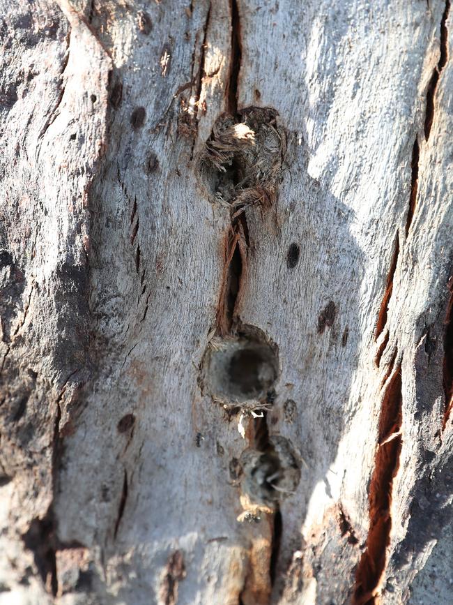 Drill holes in one of the trees where poison has been inserted. Native trees have been poisoned along Alexandra Parade on the Clarence Foreshore Trail. Picture: Nikki Davis-Jones