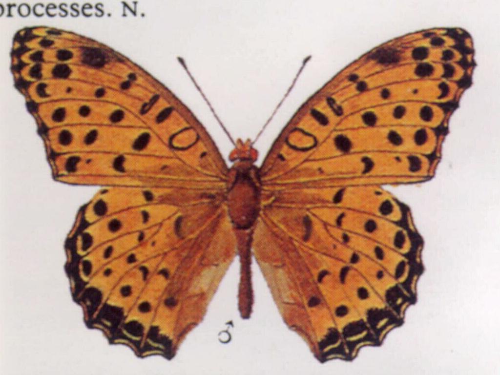 The Australian Fritillary butterfly, photographed in 1998.