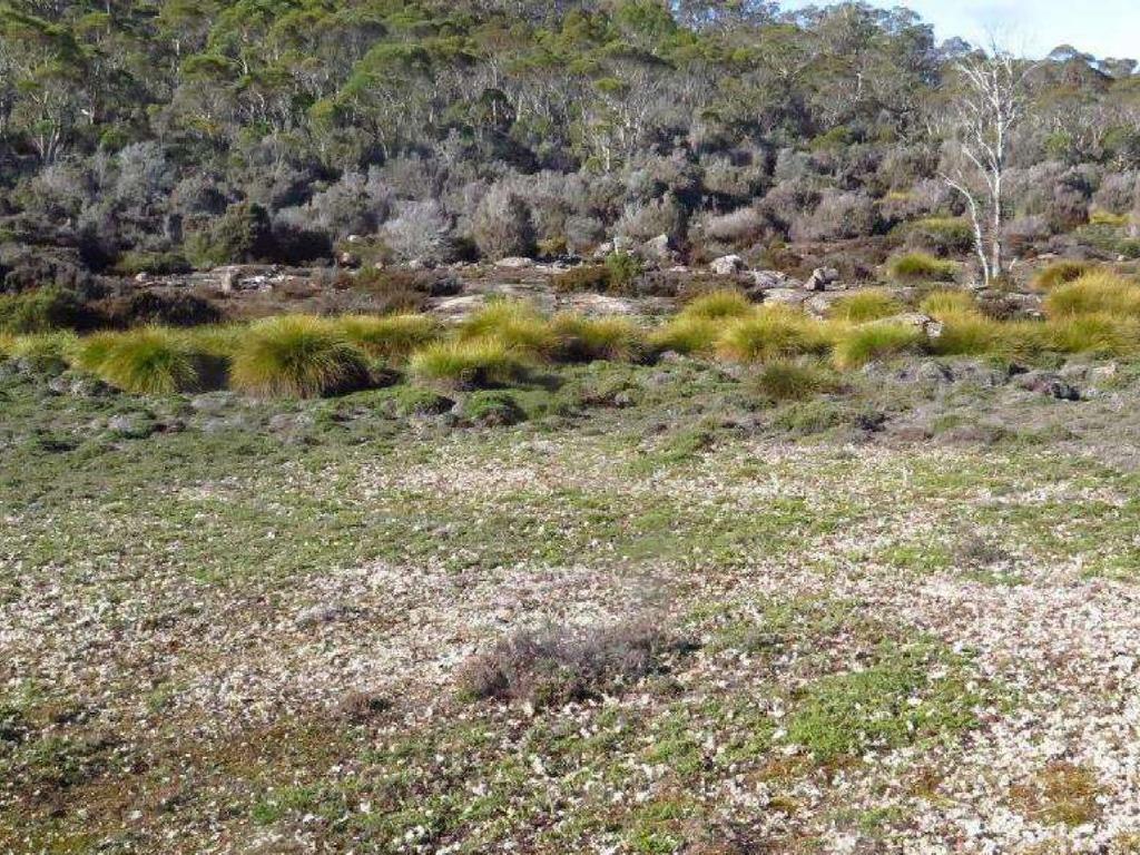 Helipad 1, foreground, Helipad 2, clear ground behind the buttongrass, from the Halls Island development application.