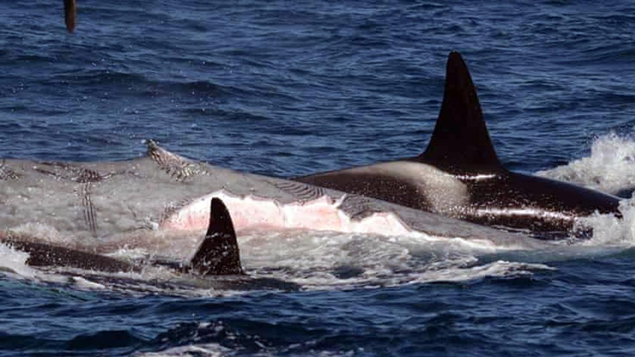 A pod of Orcas have been sighted hunting and killing the world’s largest marine animal. Picture: Flinders University