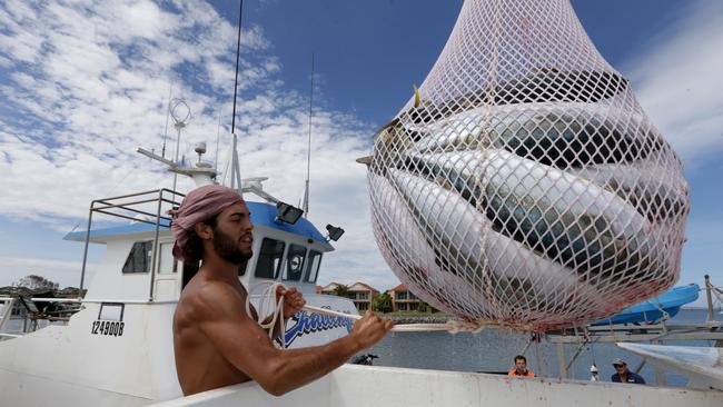 Fisherman Hugo Pochon unloading Kingfish off the boat at the Port Lincoln Marina. Picture: Kelly Barnes