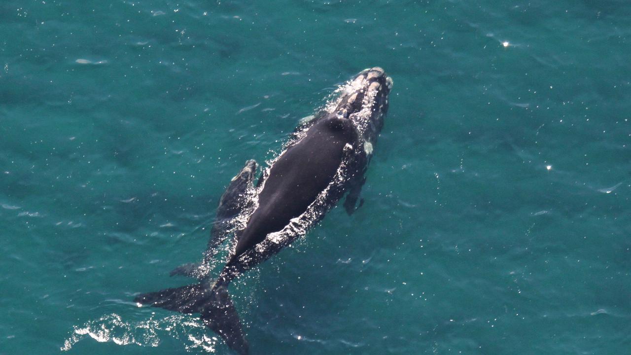 WATCH: Close whale encounter leaves kayaker stunned