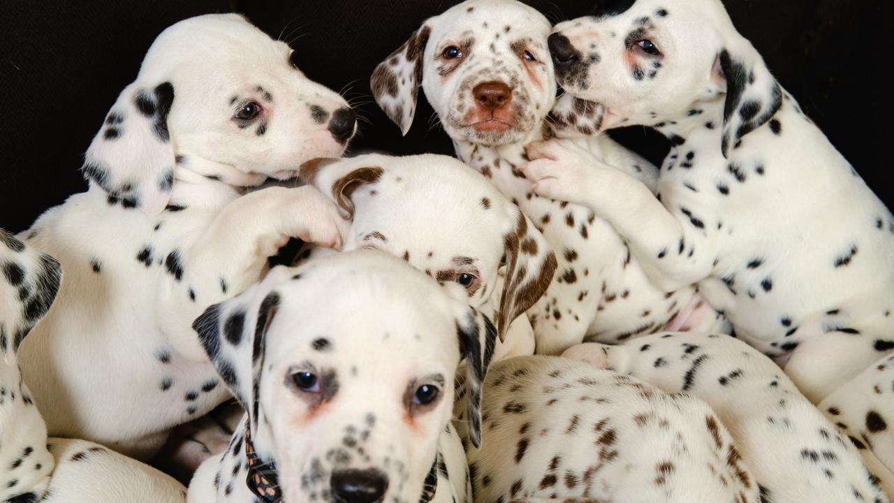Some of the 19 dalmatian puppies born in Albury in NSW setting a new world record.