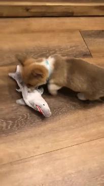 Porky the Corgie puppy