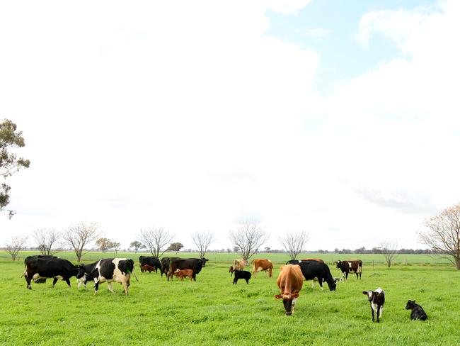 How Now Diary has a milking herd of 75 Jersey, crossbred and Holstein cows. Picture: Zoe Phillips