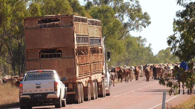 Cattle trucks slowed to pass through the mob of 1500 steers on the Gregory Developmental Road being led by Bill Little and his droving team from Charters Towers to Moura. Picture: Trudy Brown