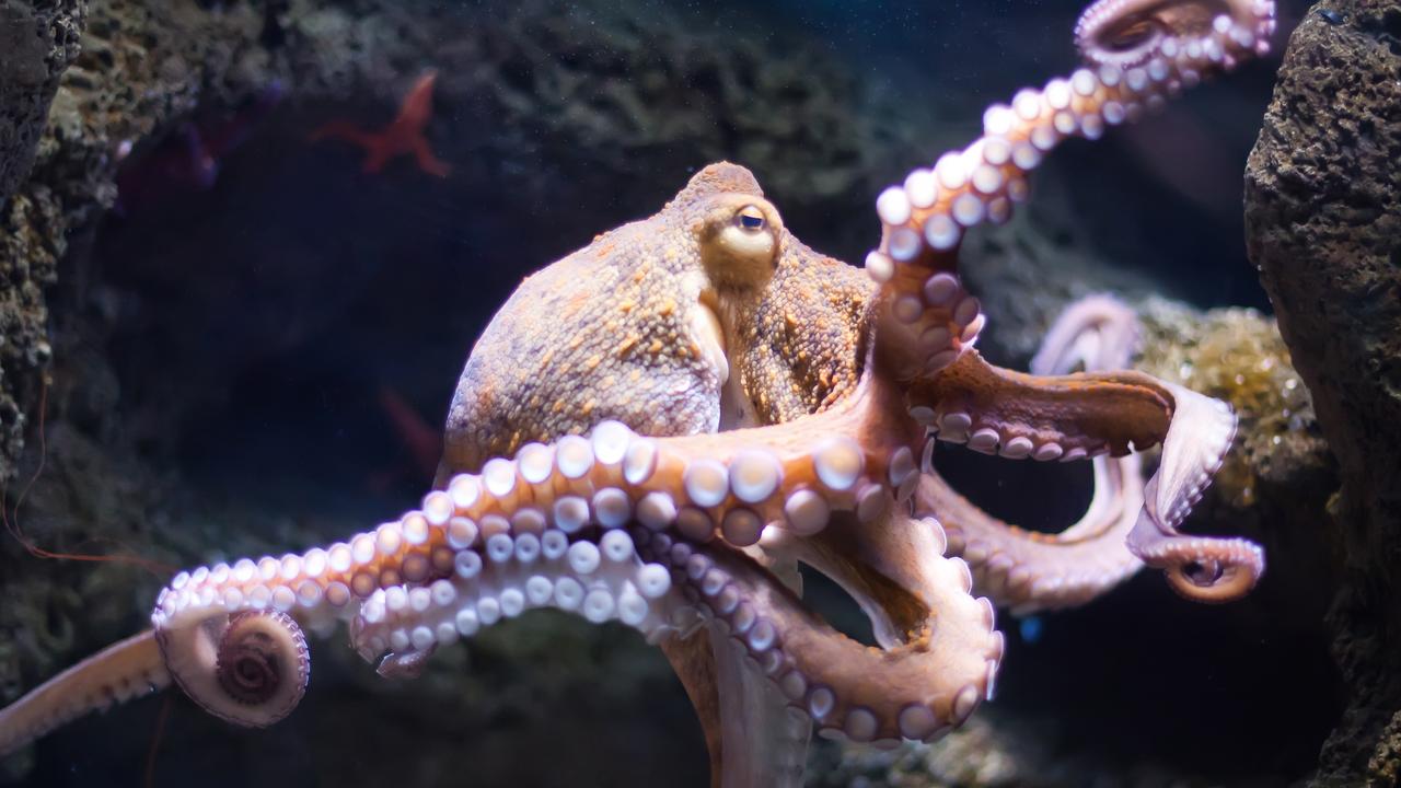 ethereal octopus from the depth (Octopus vulgaris)