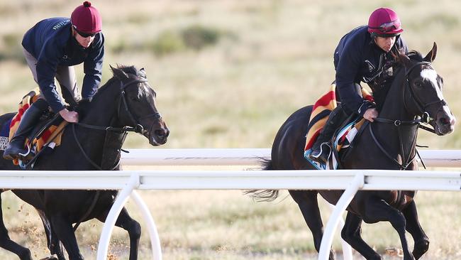 Yucatan (right) gallops with The Cliffsofmoher during a Werribee trackwork session.