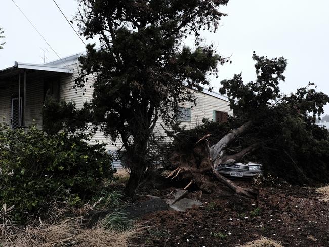 A car is crushed by a tree at Port Lincoln. Picture: Robert Lang