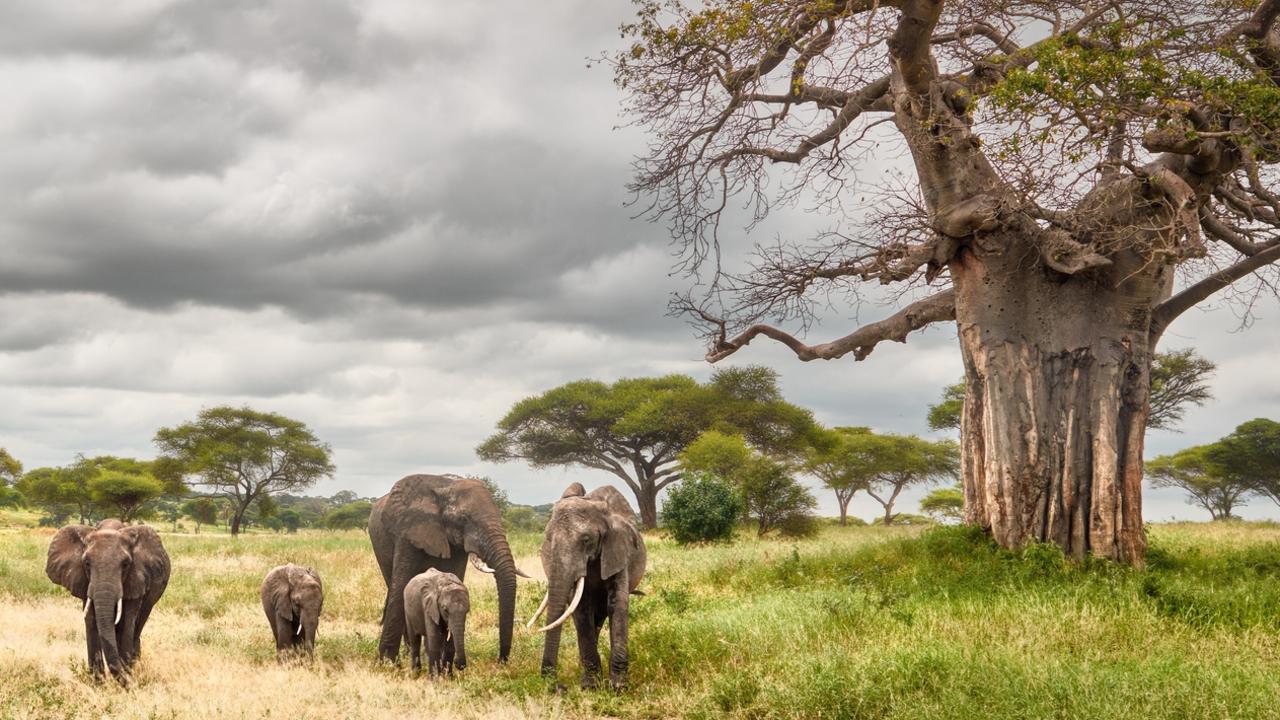 A study, based on observing African Savannah elephants in the Jafuta Reserve in Zimbabwe, provides new insight into the visual, acoustic and tactile gestures elephants use in greetings. These African Savannah elephants were spotted in Tanzania. Picture: file image