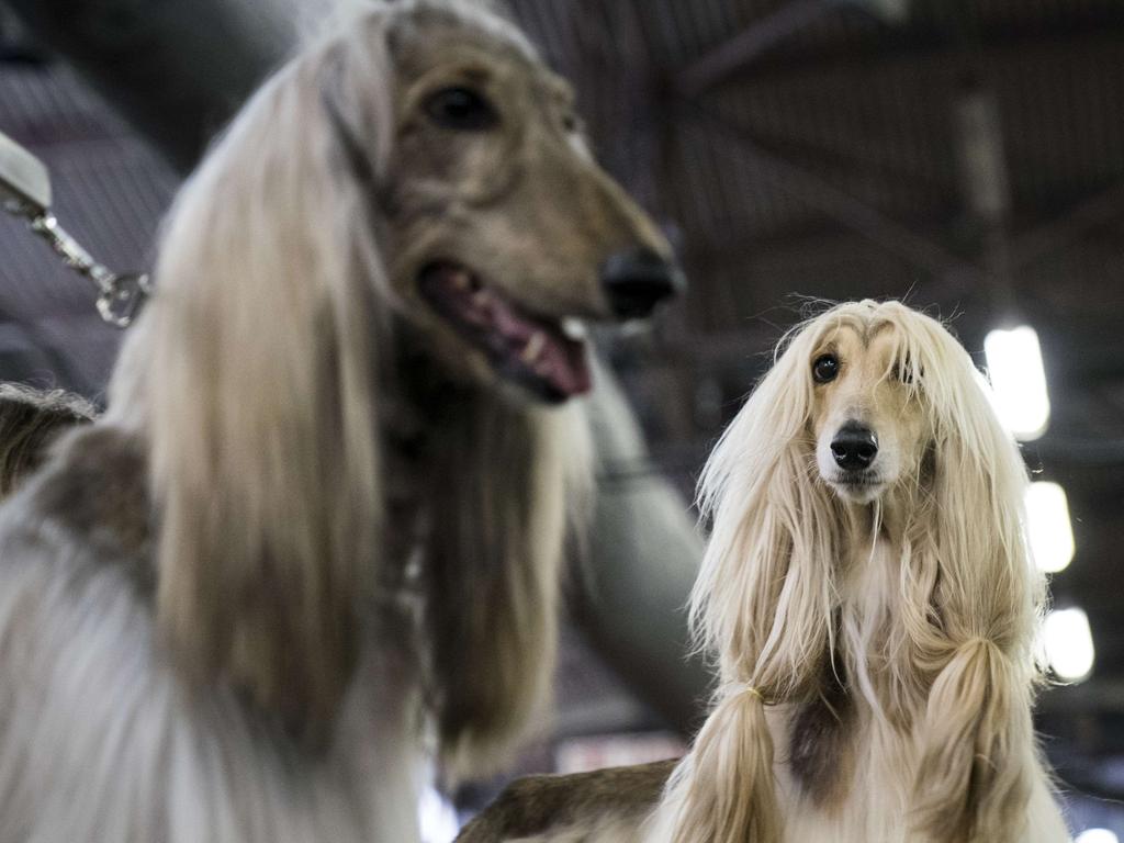 Divin and Anya, both Afghan Hounds, sit backstage in the grooming area at the 142nd Westminster Kennel Club Dog Show at The Piers on February 12, 2018 in New York City. The show is scheduled to see 2,882 dogs from all 50 states take part in this year’s competition. Picture: Getty Images