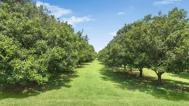 A Tregeagle macadamia farm sold to new owners this year.