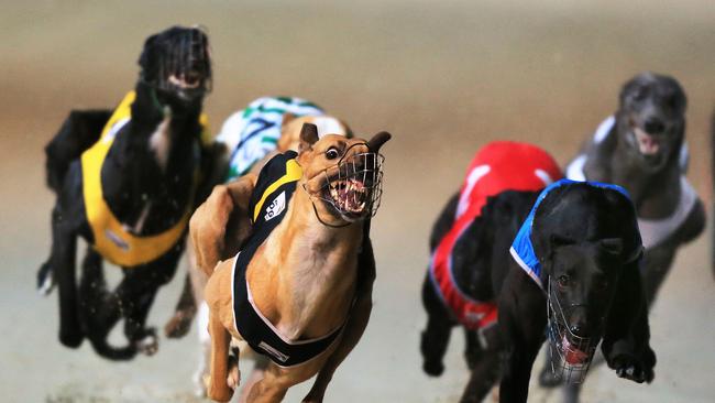 NSW Bans Greyhound Racing After ‘mass Slaughter’ Of Up To 70,000 Dogs ...