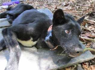 Midnight has his collar fitted. 