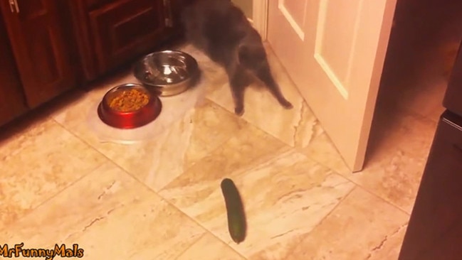 Cucumbers, loved by most humans, hated by cats. Picture: Screengrab/Youtube