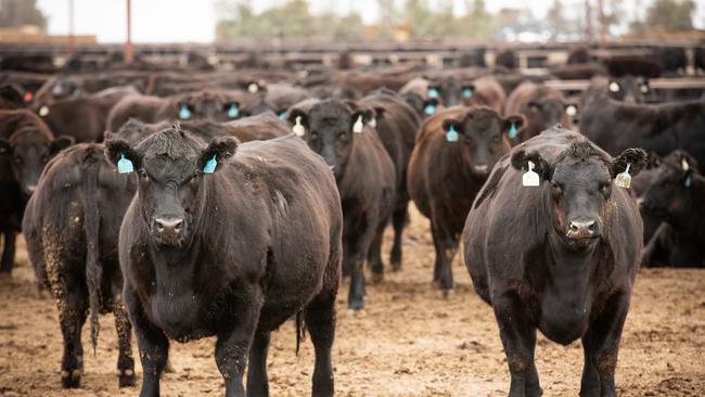 Wagyu cattle in JHW Paterson &amp; Sons’ Hell's Gate feedlot near Balranald. Picture: Supplied