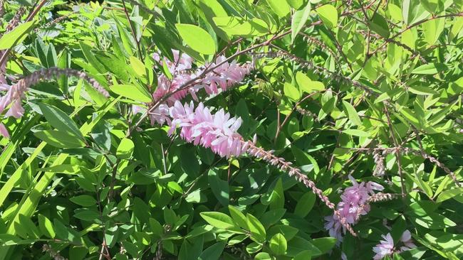 A toxin found in these Indigofera plants is the cause of 20 dogs’ deaths in Victoria, with the number affected continuing to rise.