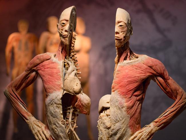 Real Bodies The Exhibition at The Byron Kennedy Hall in the Entertainment Quarter in Moore Park.