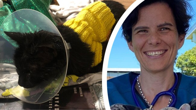 ‘Malicious’: Rescue cat dies after cruel act with motor oil