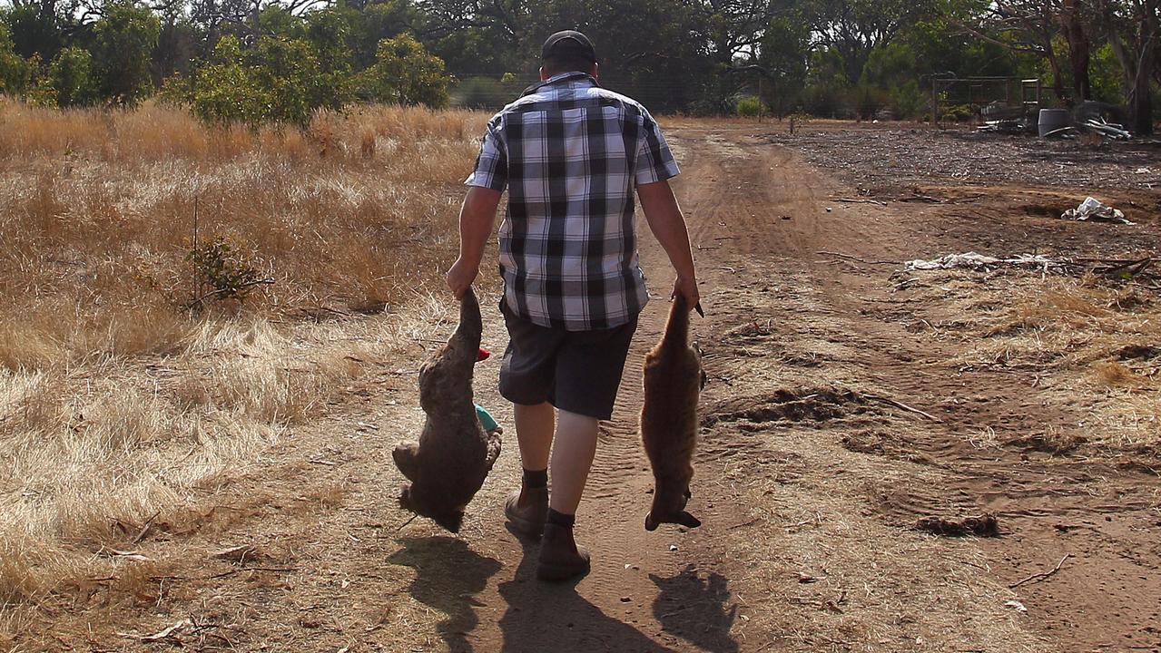 Sam Mitchell, owner of the Kangaroo Island Wildlife Park, carries a dead koala and kangaroo to a mass gravesite after devastating bushfires in January 2000. Picture: Lisa Maree Williams/Getty Images