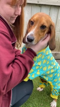 Shelter dresses dogs in pyjamas to boost adoption chances