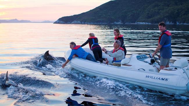 Bottlenose dolphins in Port Davey's Bramble Cove at sunset. For Pieter van der Woude feature. Odalisque Photographer	Mark Daffey