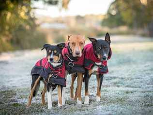 Dog registration is almost due in the Maranoa, and Council is reminding pet owners to keep up to date with their furry friends' details. Picture: Kirby Reaves