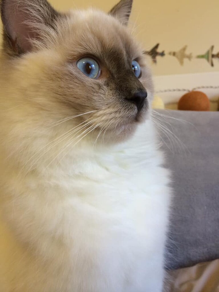 Tiga my 5 year old Ragdoll. Picture: Kelly Wilkinson. Cutest cats in Redcliffe.