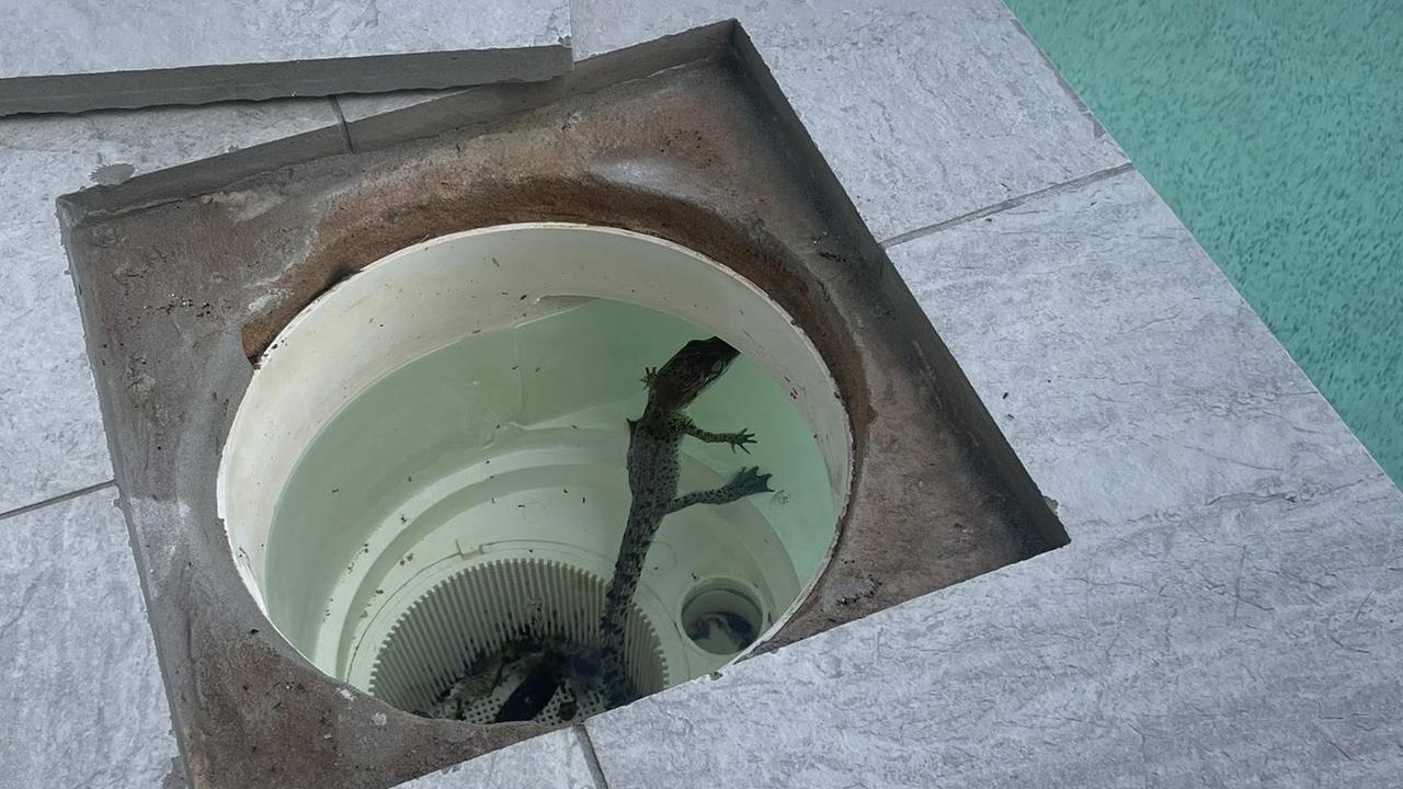 ‘Thought it was a lizard’: Two crocs venture into backyard pools