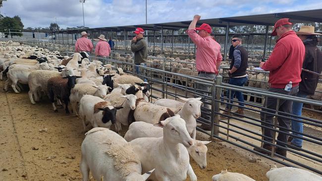 Dorper lambs that sold for $286 at Bendigo lamb sale on Monday.