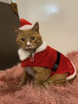 Garfield at Christmas. Picture: Jacky Scott