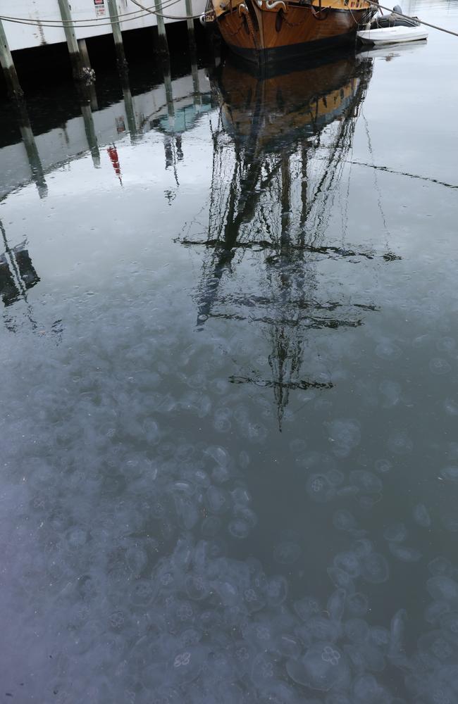 Hundreds of jellyfish in the water next to Brooke Street Pier on Hobart's waterfront. Picture: Craig Herbert