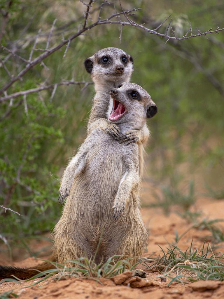 I'm gonna strangle you! shows equally playful meerkats at the Kalahari Trails Game Reserve in South Africa. Picture: Emmanuel Do Linh San/comedywildlifephoto.com