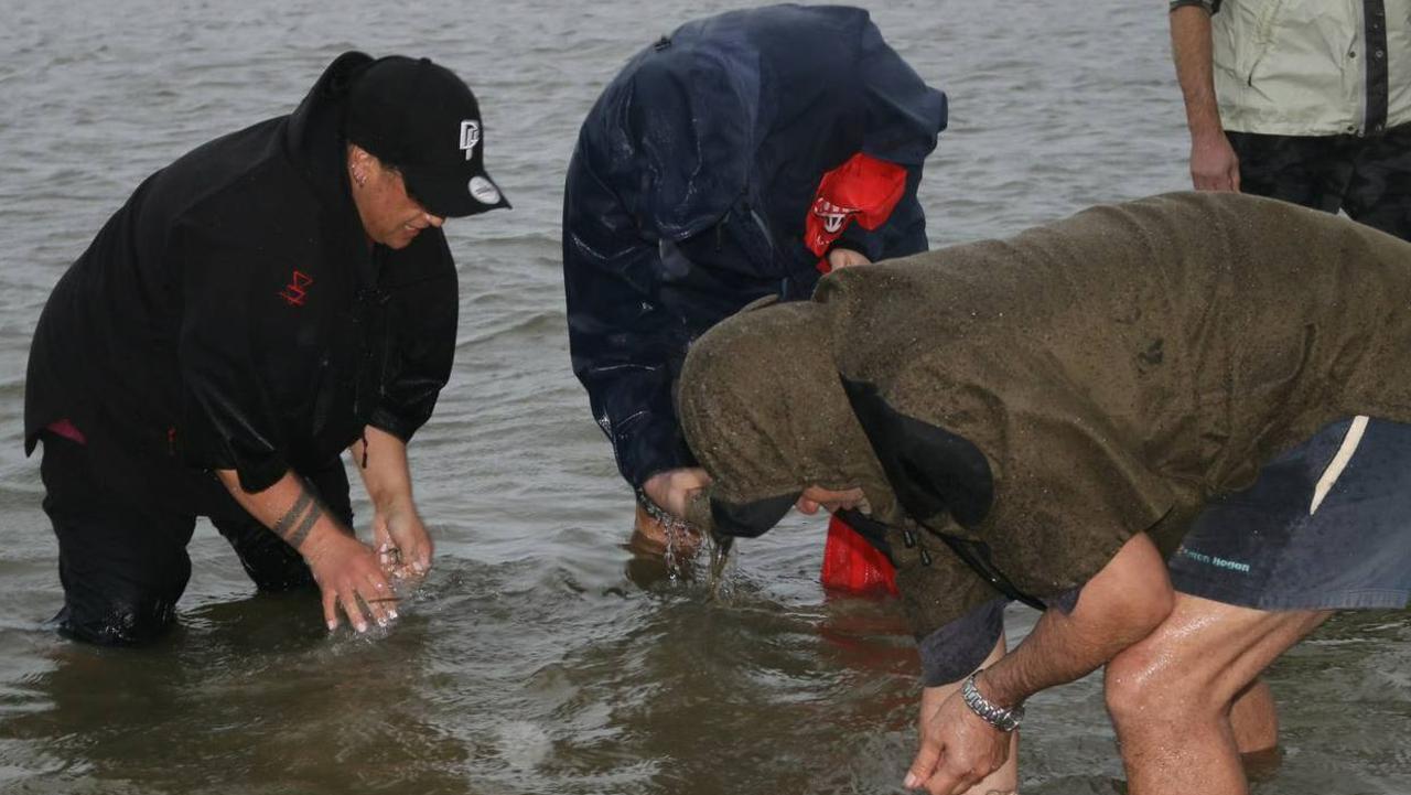 A pipi harvest with Te Arawa Ki Tai Trust whānau at Little Waihi. Picture: NZ Herald