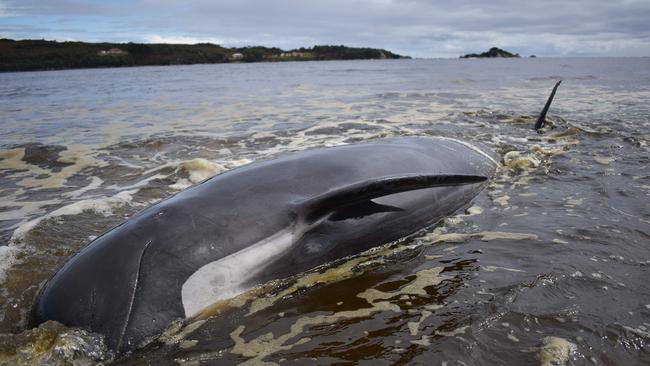 A whale lays on a beach in Macquarie Harbour on the rugged west coast of Tasmania on September 25, 2020, as Australian rescuers were forced to begin euthanising some surviving whales from a mass stranding that has already killed 380 members of the giant pod. (Photo by Mell CHUN / AFP)