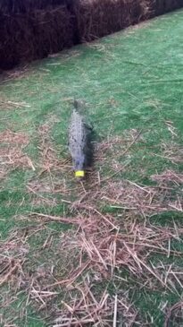 Croc racing for Melb Cup at Berry Springs Tavern