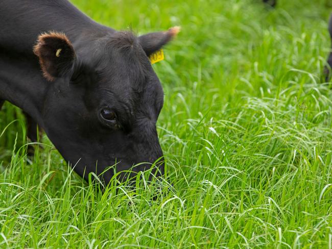 New hybrid ryegrass variety Mohaka is providing produces with quality multi-year feed for perennial pastures.