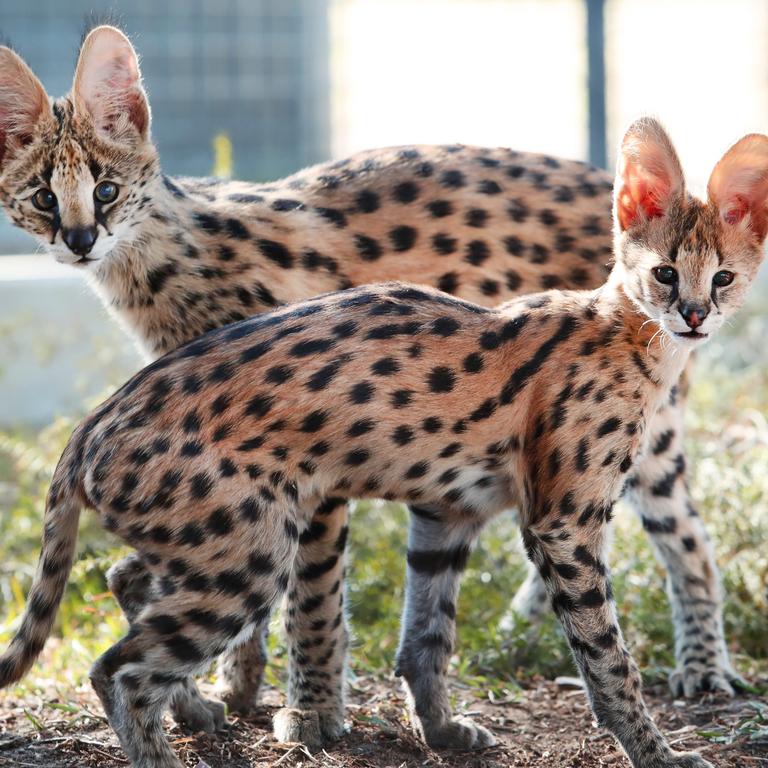 Hunter Valley Zoo Serval kittens their new stars | Daily Telegraph