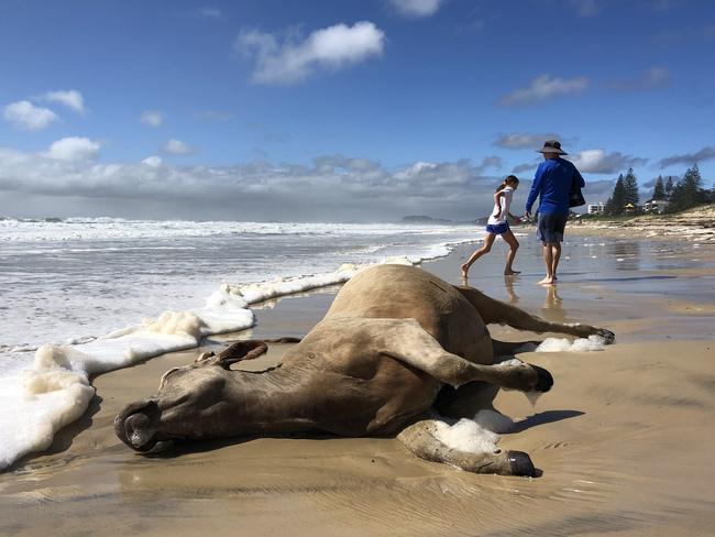 Livestock has washed up on the beach in Broadbeach on the Gold Coast.