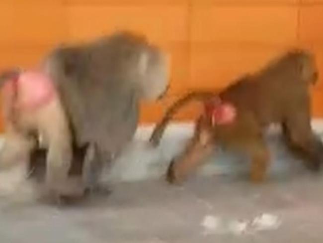 Three baboons are pictured as they escape from Sydney's RPA Hospital. NSW Health confirmed that the male baboon who escaped from a medical research facility was there for a vasectomy. Picture: Seven News