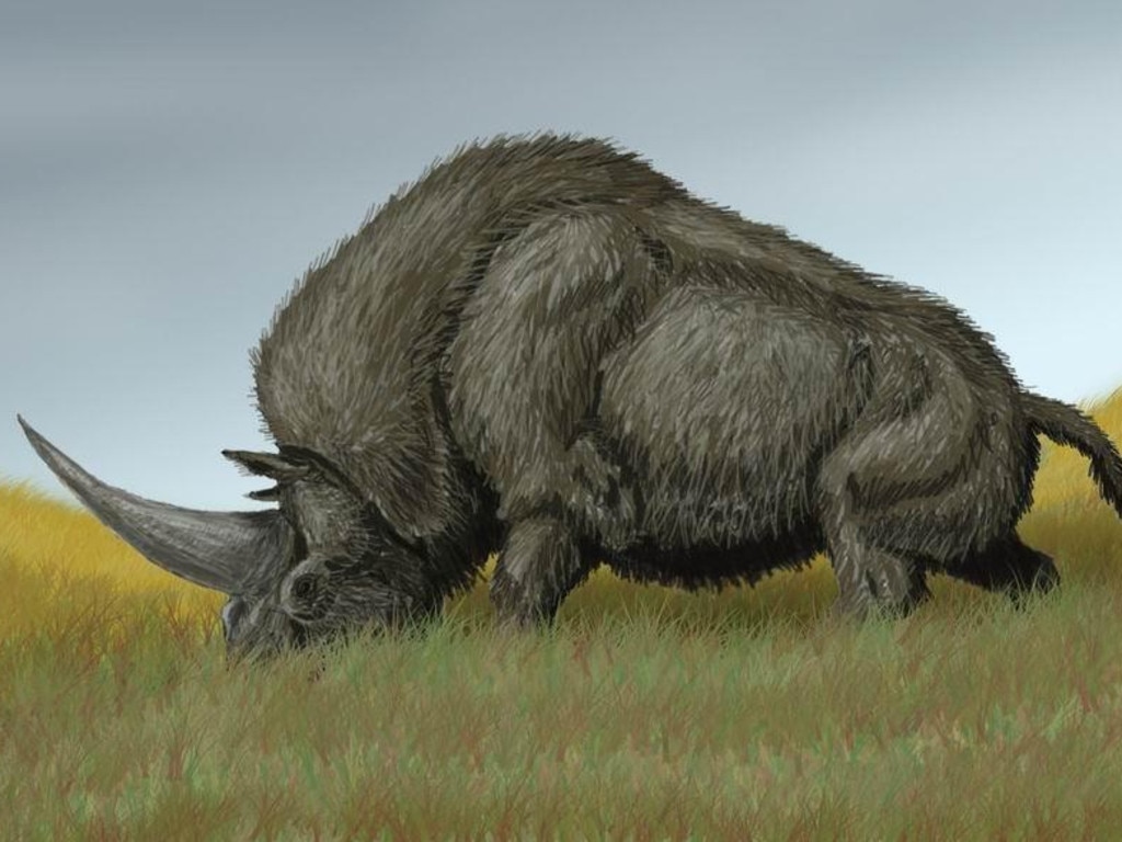 An artist's impression of the ancient Siberian unicorn. Picture: The Sun