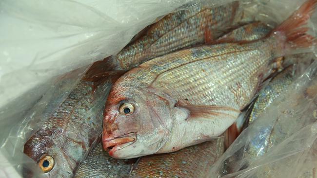 Snapper stocks have plummeted in SA. Picture: Cameron Richardson