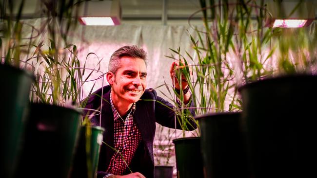 Professor Matthew Gilliham tends to his crop at the Waite Research Institute. Picture: Mike Burton