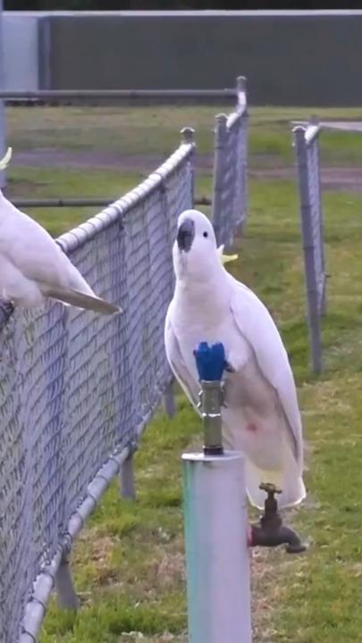 Hydration hacks: Sydney's cockatoos master the bubbler!