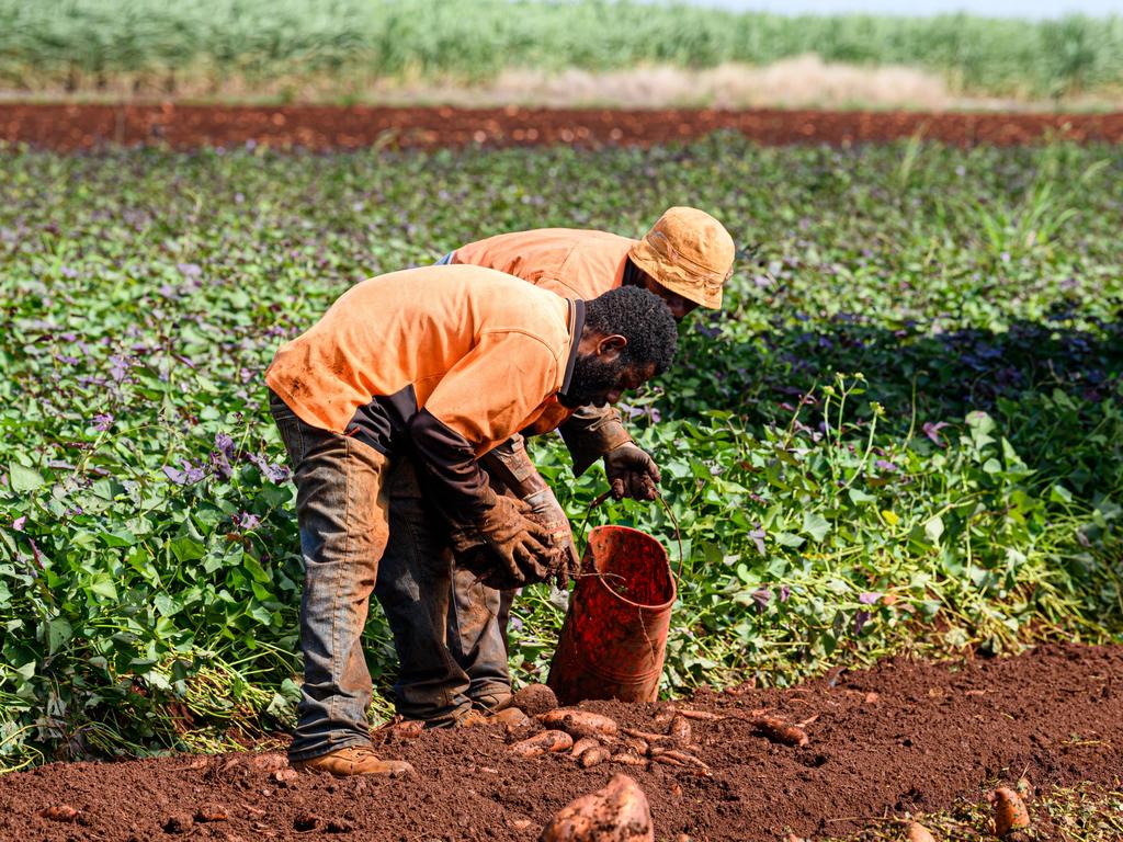 Farm workers from Fiji and Vanuatu at work. Photo Paul Beutel