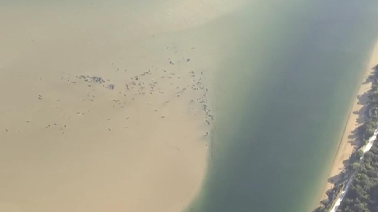 The whales are stranded on a sandbar off Tasmania’s west coast. Picture: ABC News